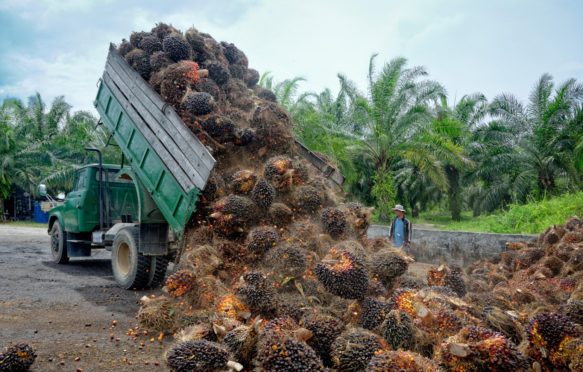 在婆罗洲的一个收集点，在卡车上卸下新鲜收获的油棕榈水果束的人工艺工人手表
