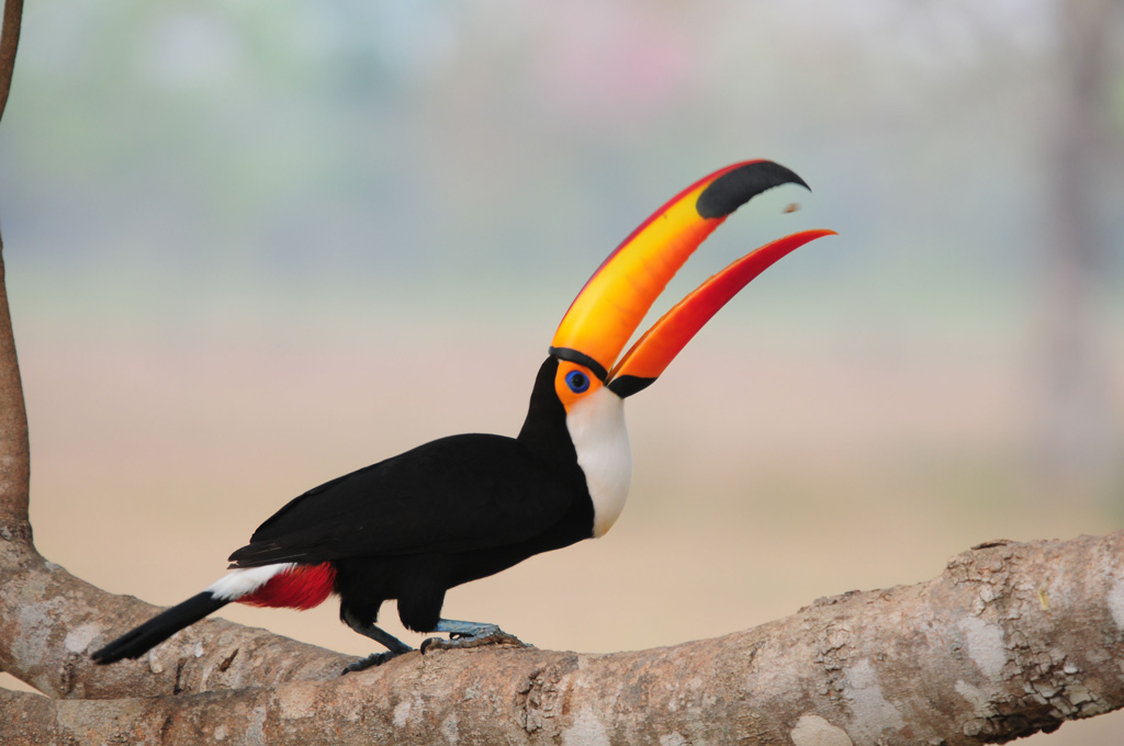 Toco Toucan in the Pantanal, Brazil