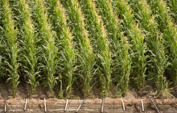 Maize field with irrigation in Nebraska, USA