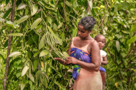 A malagasy farmer and her son on vanilla plantation near Sambava