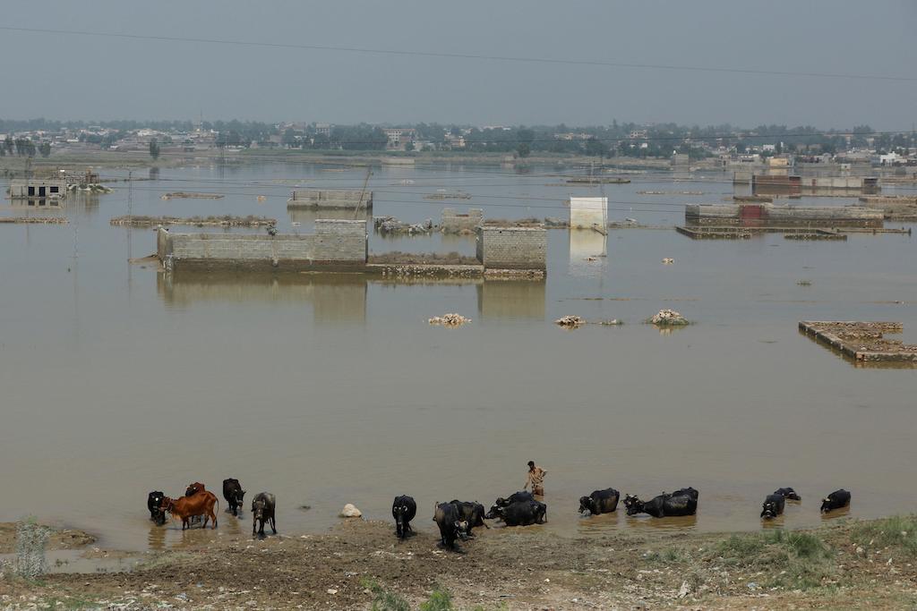 A man walks with a herd of buffaloes and cows near flood waters, following rains and floods during the monsoon season in Nowshera, Pakistan, 3 September 2022.