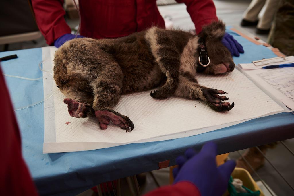 An injured koala's burned paws being treated for injuries from the bushfires in a makeshift tent at the Kangaroo Island Wildlife Centre, Australia, 15 January 2020.