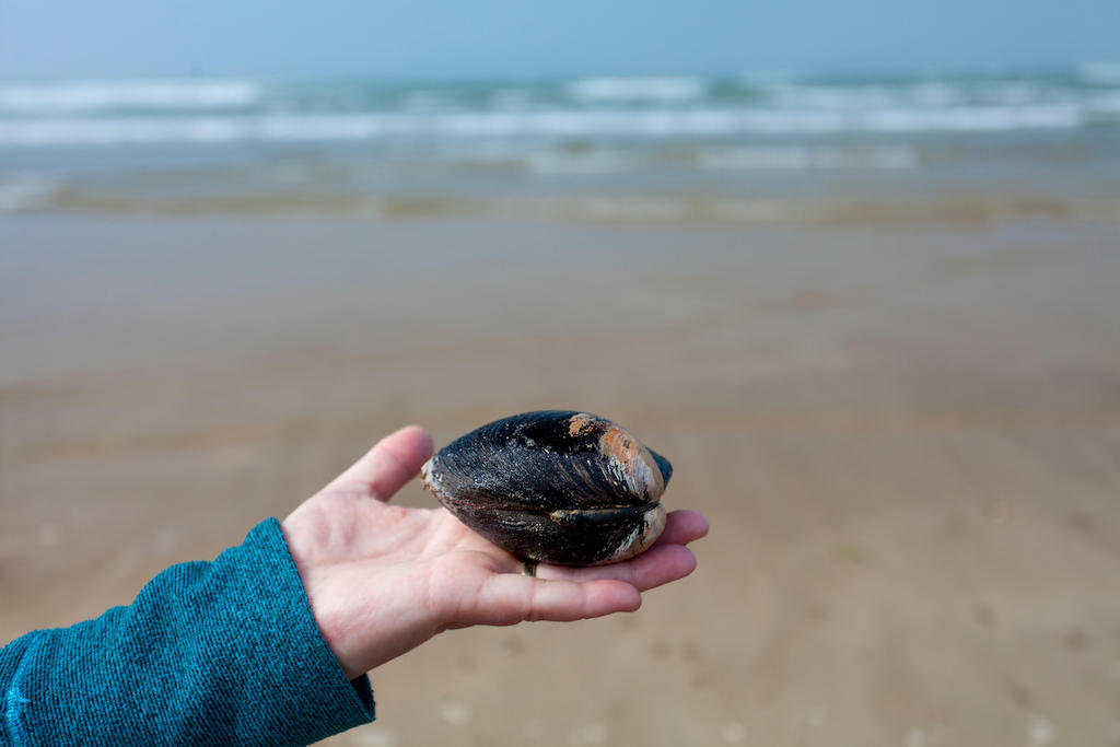 A person foraging for Ocean Quahog clams on Newborough Beach on the Isle of Anglesey, Wales, UK. Credit: DGDImages / Alamy Stock Photo.