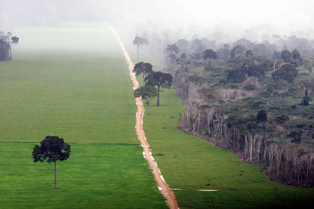 Deforestation of isolated brazil nut trees to make way for a soy plantation in the Amazon rainforest near Santarem, 1 August 2020.