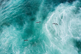 Three doves flying over the North Atlantic. Credit: Westend61 GmbH / Alamy Stock Photo.