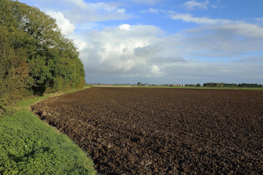 Dark soil of Lincolnshire fenland, UK.