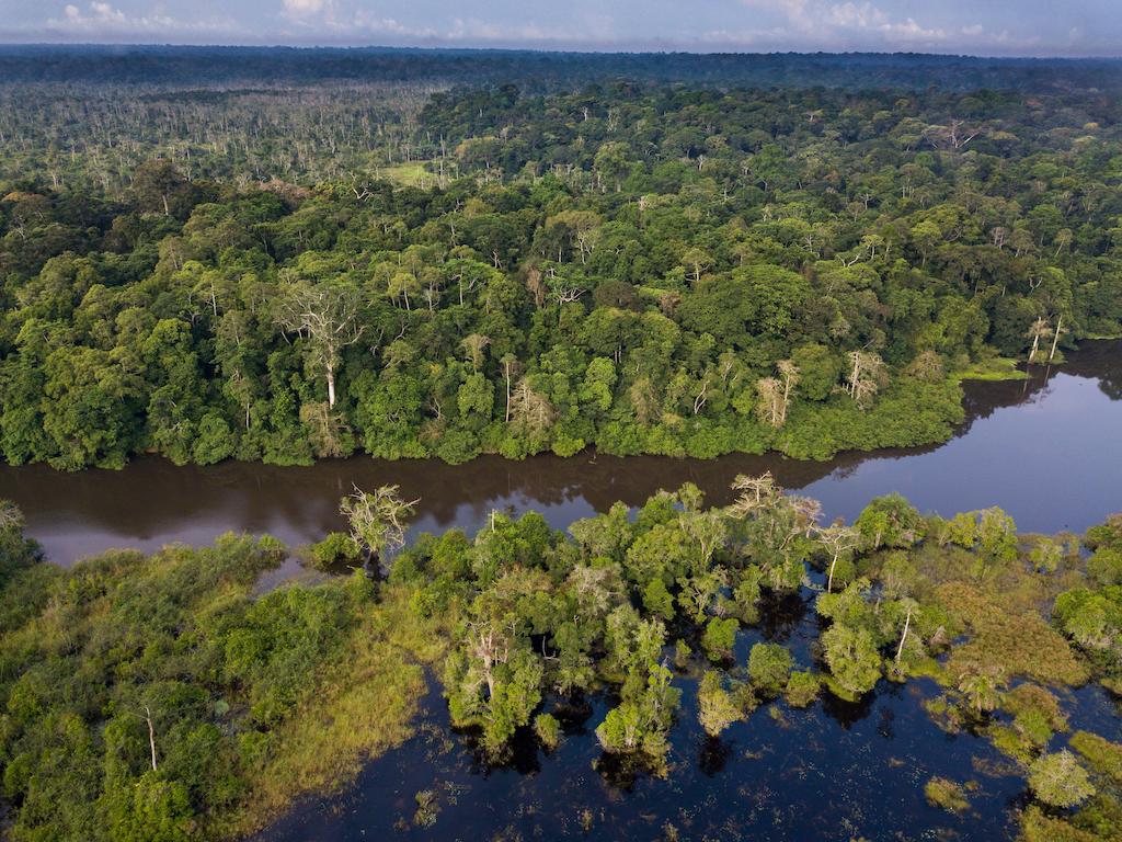 Congo rainforest along Rembo Ngowe river in Akaka, Loango National Park, Gabon.