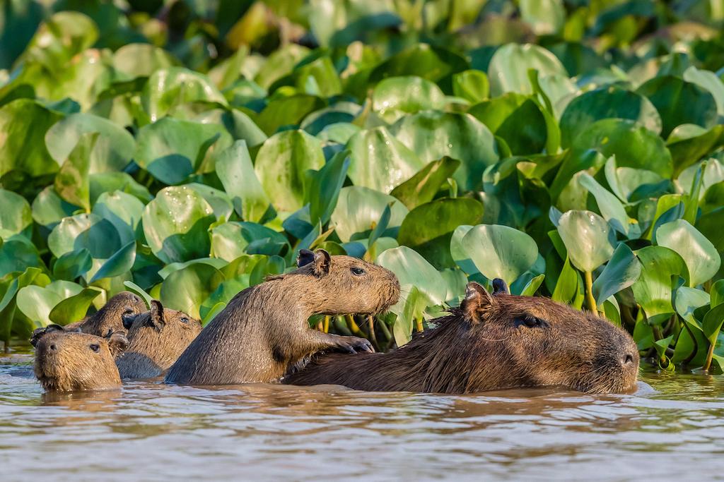 Adult capybara with young in Porto Jofre, Mato Grosso, Pantanal, Brazil.