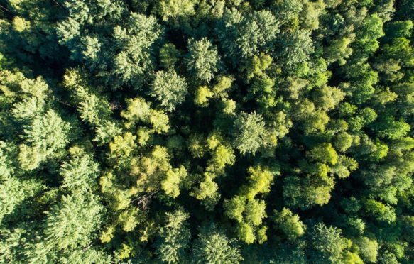 Aerial view of a mixed boreal forest in Southern Estonia, Europe.