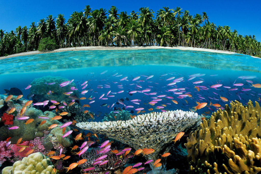 Tropical coral reef, Fiji, Pacific Ocean.
