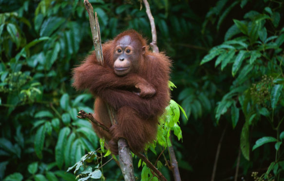 Young Orangutan sitting in a tree, Borneo, Indonesia.