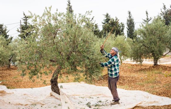 Elderly man hitting an olive tree during harvest season in Lebanon.