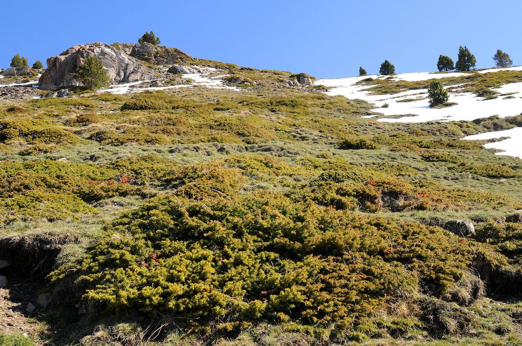 Common juniper (Juniperus communis) is an evergreen prostrate shrub native to subarctic regions of the northern hemisphere.