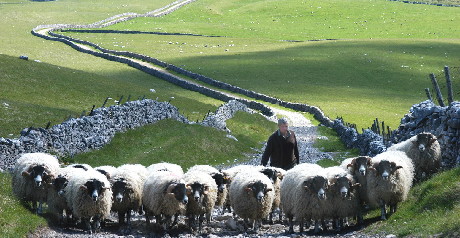 Sheep farmer droves his flock of sheep up Mastiles Lane, North Yorkshire.