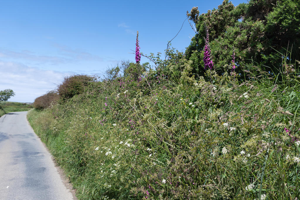 Pembrokeshire country lane with wildflowers growing in the hedgerow during summer, Wales, UK.