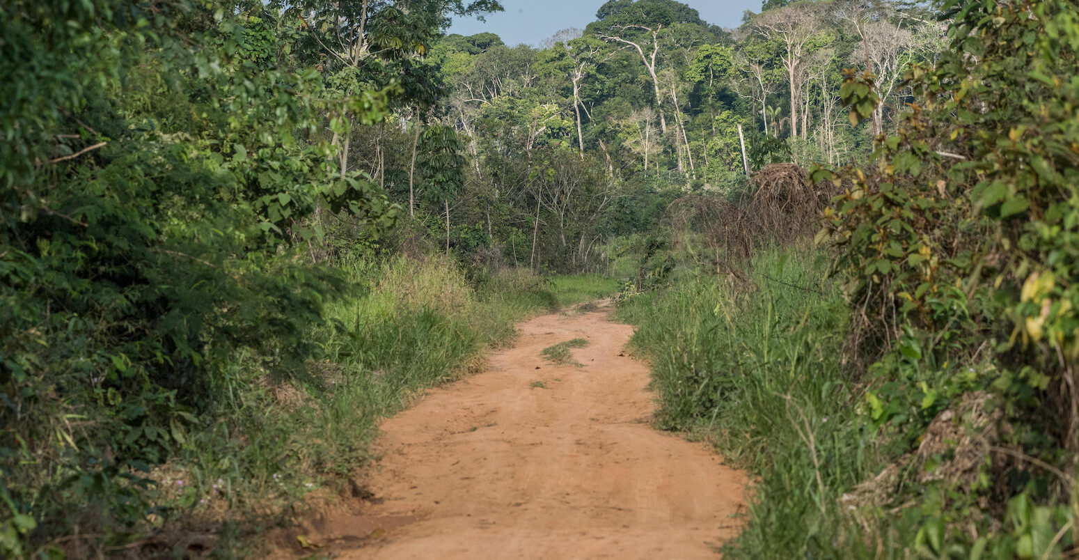 A road leading through secondary forest in Madre de Dios, Peru.