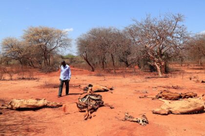 Pastoralist Ali Hacho Ali looks at the carcass of his dead cows in Mandera region, Kenya, on 1 September 2022.