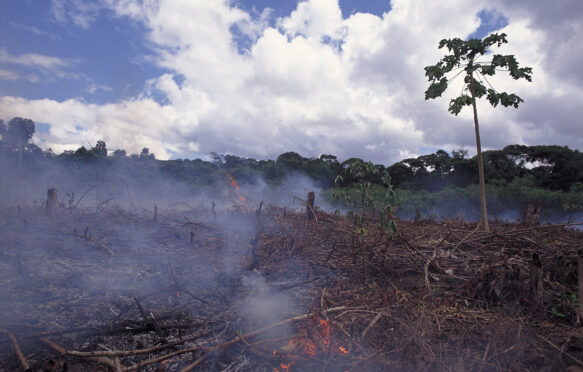 Burning of Amazon rainforest to clear land for agriculture or cattle ranching in Brazil.