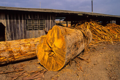 A mahogany tree illegally logged in the Brazilian state of Para for export to the EU.