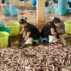 Women from Myanmar sort the fish in the port of Ranong before transporting them to Bangkok or Malaysia.