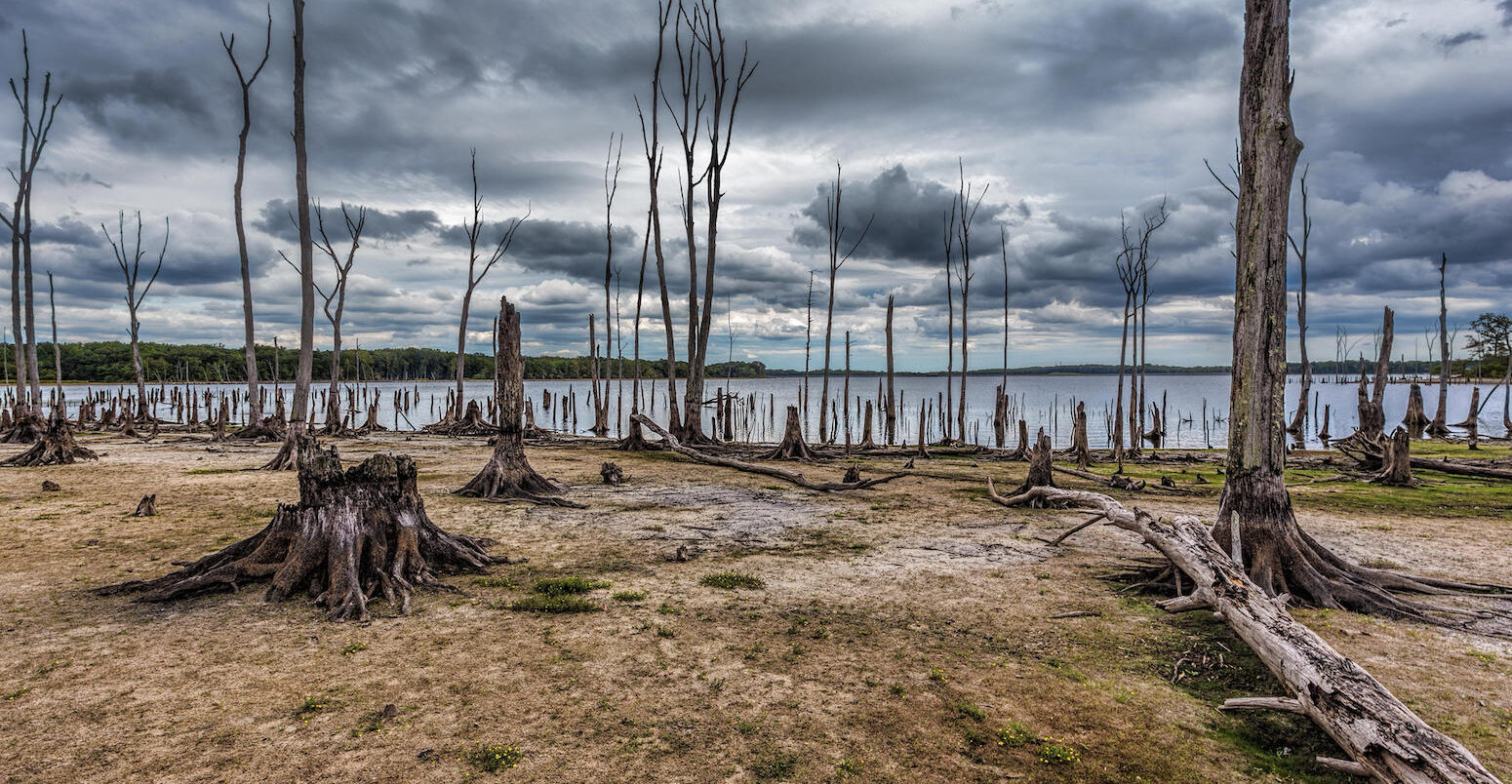Dead trees around Manasquan Reservoir with low water levels, New Jersey, USA.