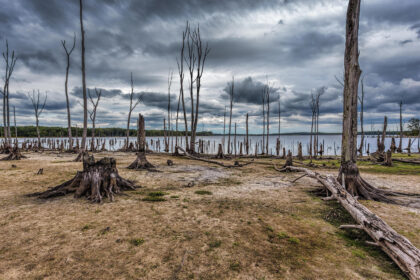 Dead trees around Manasquan Reservoir with low water levels, New Jersey, USA.