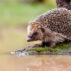 A hedgehog perches in front of a body of water.