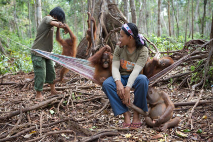 Orangutan orphan juveniles mingle with a carers in a forest in Borneo, Indonesia.