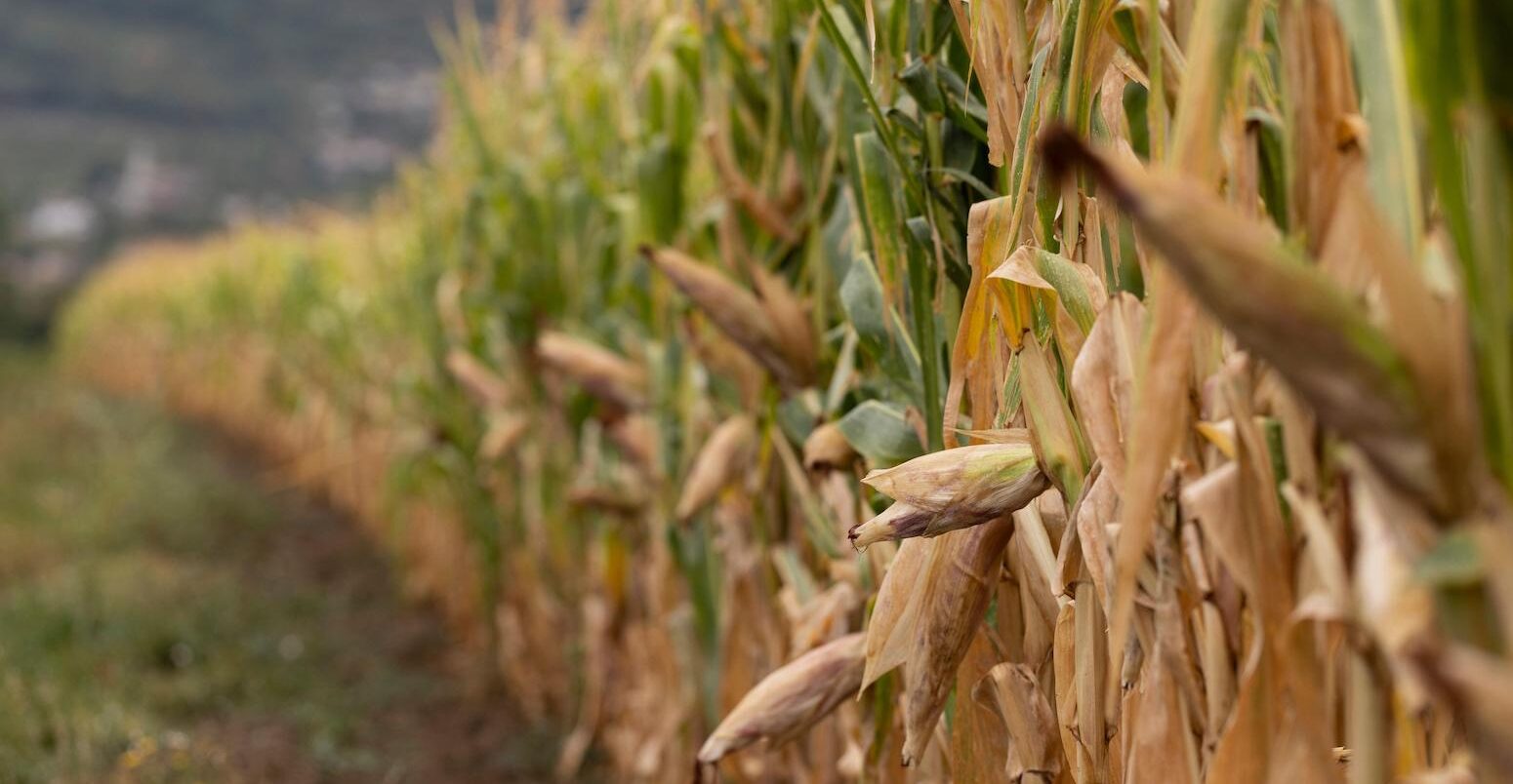 Withered corn crops are seen at Vipava valley in Nova Gorica, Slovenia, on 16 August 2022.