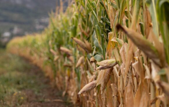Withered corn crops are seen at Vipava valley in Nova Gorica, Slovenia, on 16 August 2022.