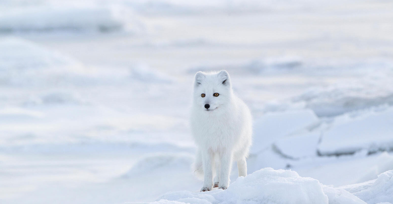 An Arctic fox in Canada.