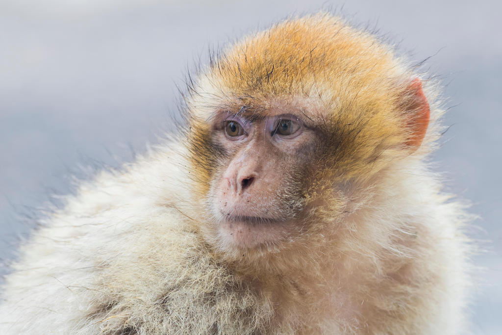 Juvenile Barbary macaque (Macaca sylvanus), listed as endangered species in the IUCN red list.