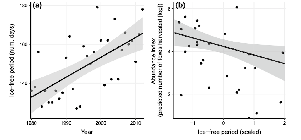 The number of ice-free days in Hudson Bay from 1980-2012 (left) and the negative correlation between the length of the ice-free period and estimated Arctic fox abundance (right).