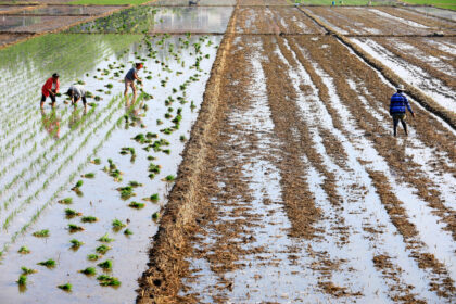 Villagers transplant and water rice fields in Huai'an City, Jiangsu Province.