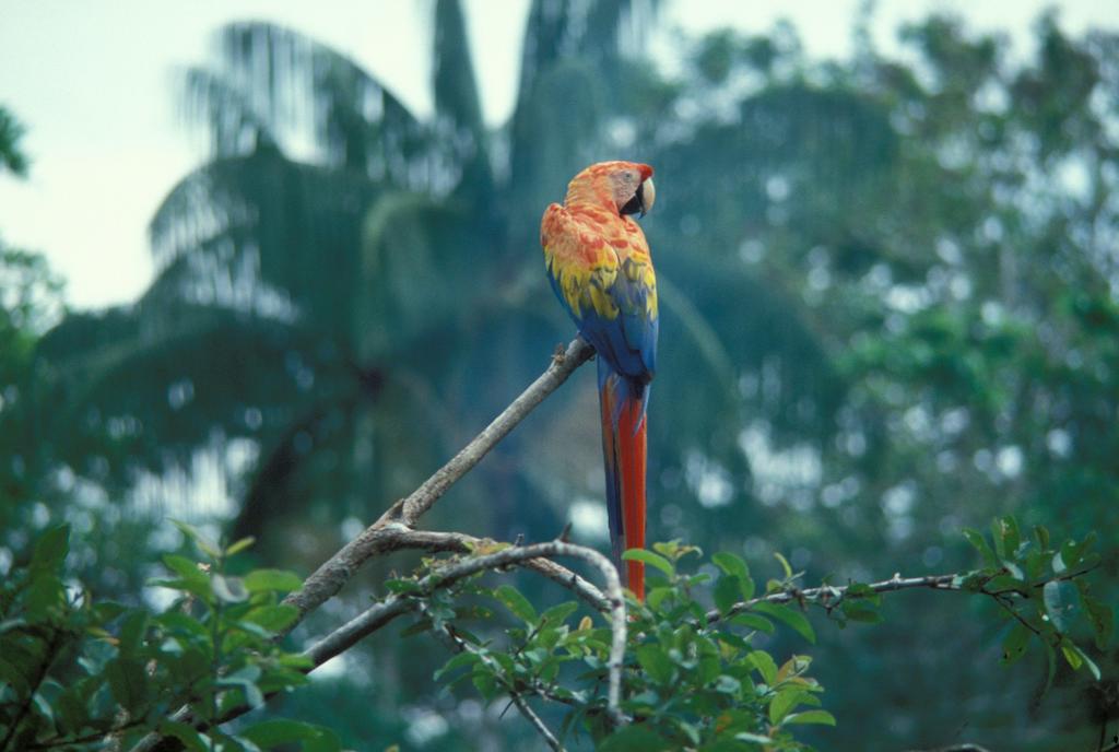 A macaw in the Amazon river rain forest.