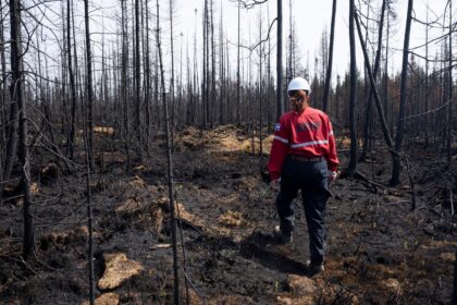 A forest protection officer walks through an area of burned forest in Quebec, Canada, on 5 July 2023.