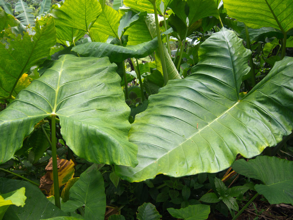 Giant Elephant Ear leaves in the El Yunque Rainforest in Puerto Rico in 2013.