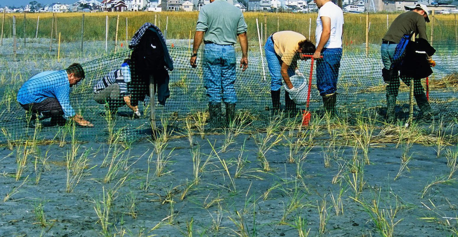 Volunteers planting spartina grasses at a wildlife refuge.