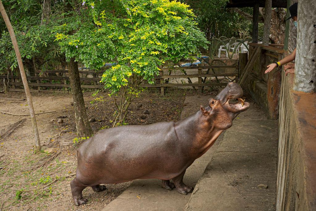 A descendent of drug-lord Pablo Esbobar’s “cocaine-hippos”, which he brought to his estate in Colombia in the 1980s. Since Esbobar’s death, the hippos have multiplied rapidly and now number in the hundreds.
