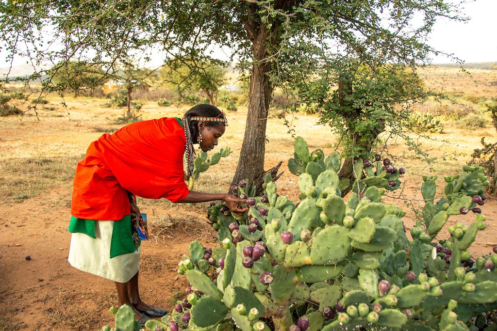 A Maasai woman inspects a prickly pear cactus that is non-native to Kenya.