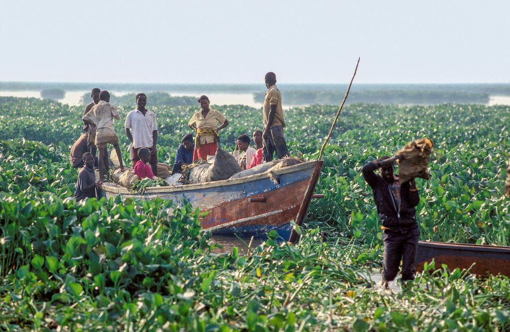 ​People alight from their fishing boats after a day of weeding water hyacinth growing on Lake Victoria in Uganda. Hyacinth threatens local fish populations and the communities that depend on them.