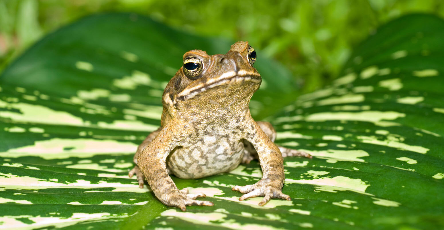 The Cane toad (Bufo marinus) in Queensland, Australia where it is an invasive species.