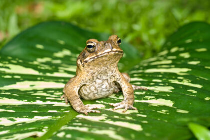 The Cane toad (Bufo marinus) in Queensland, Australia where it is an invasive species.