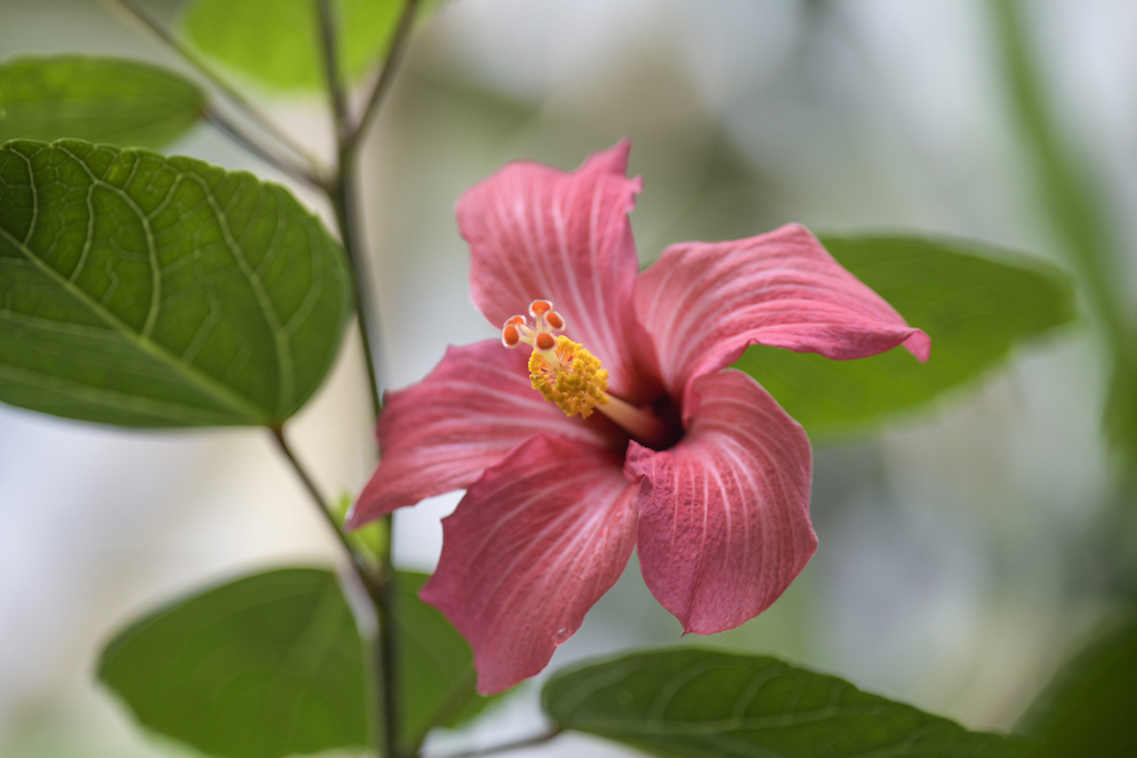 A hibiscus fragilis plant in the Princess of Wales Conservatory in London.