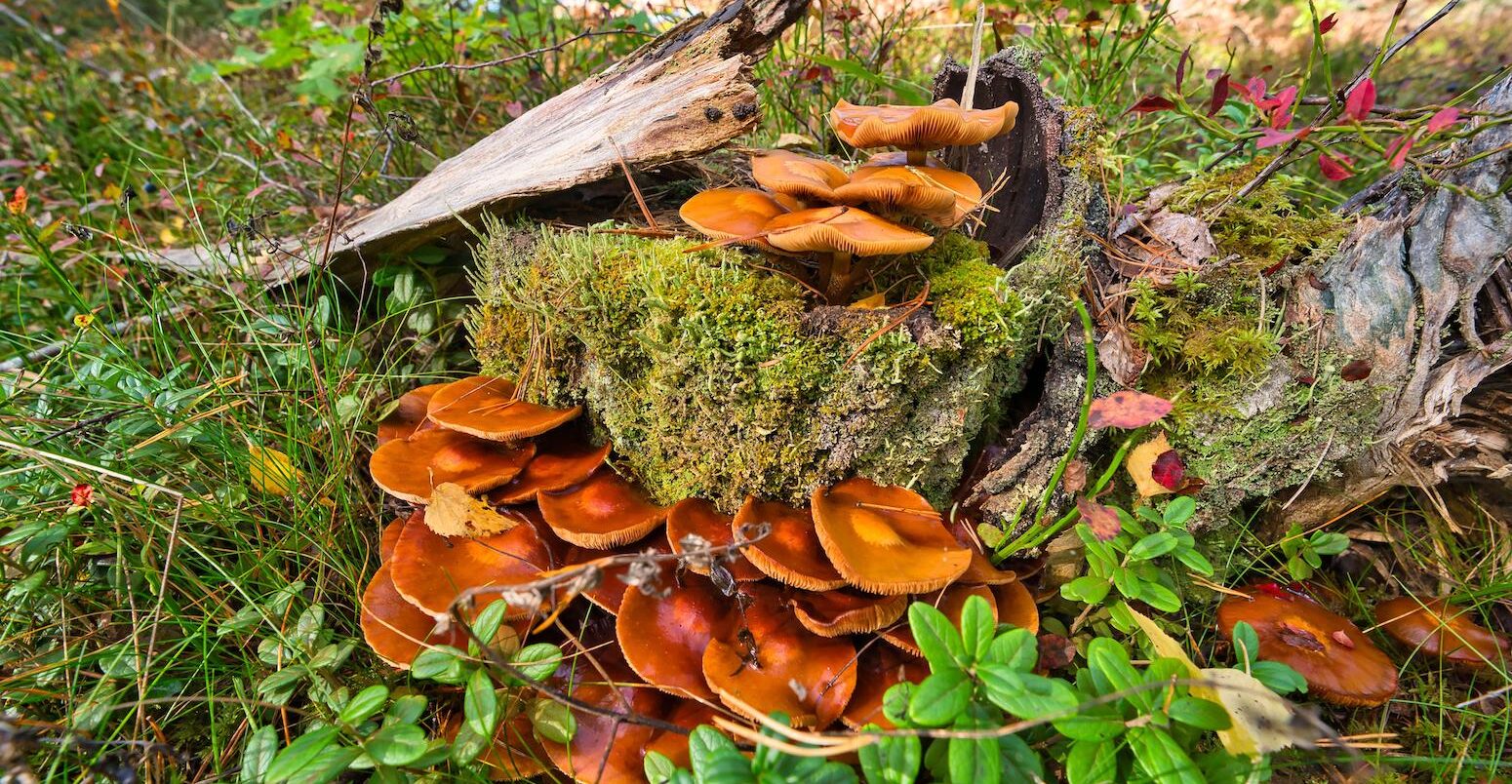 Rare orange jack o lantern mushroom (omphalotus olearius). Image ID: 2HM3AMB.