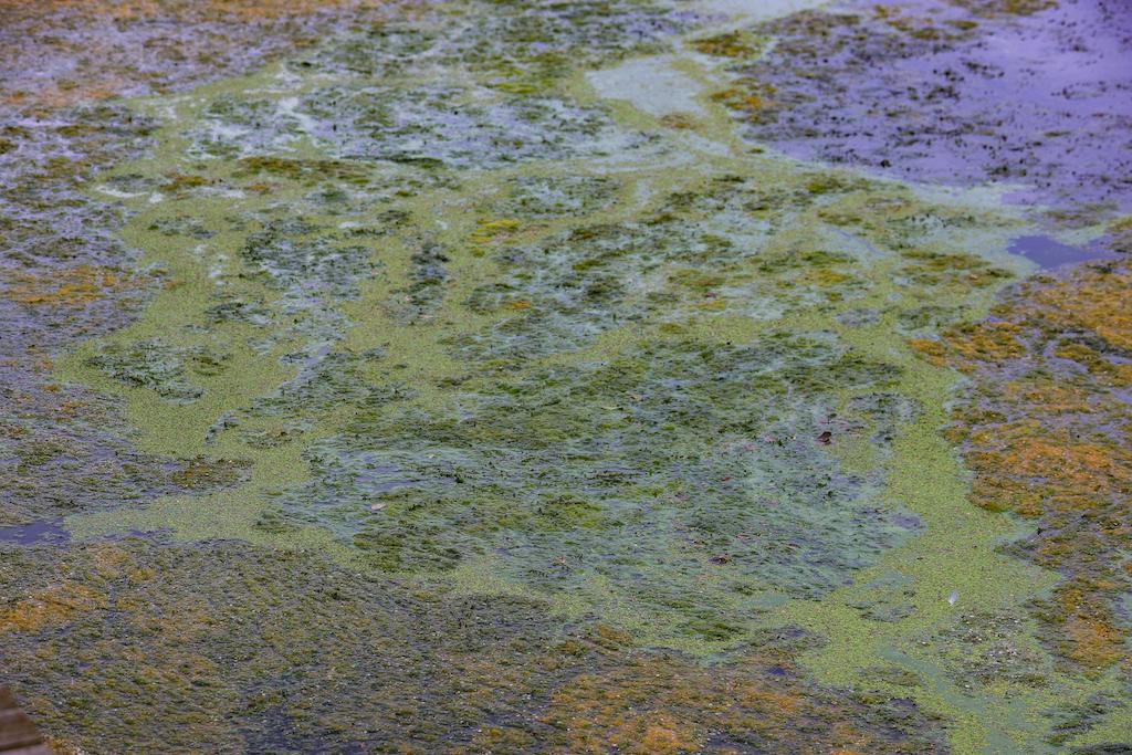 Algae on the surface of Lough Neagh at Ballyronan Marina.