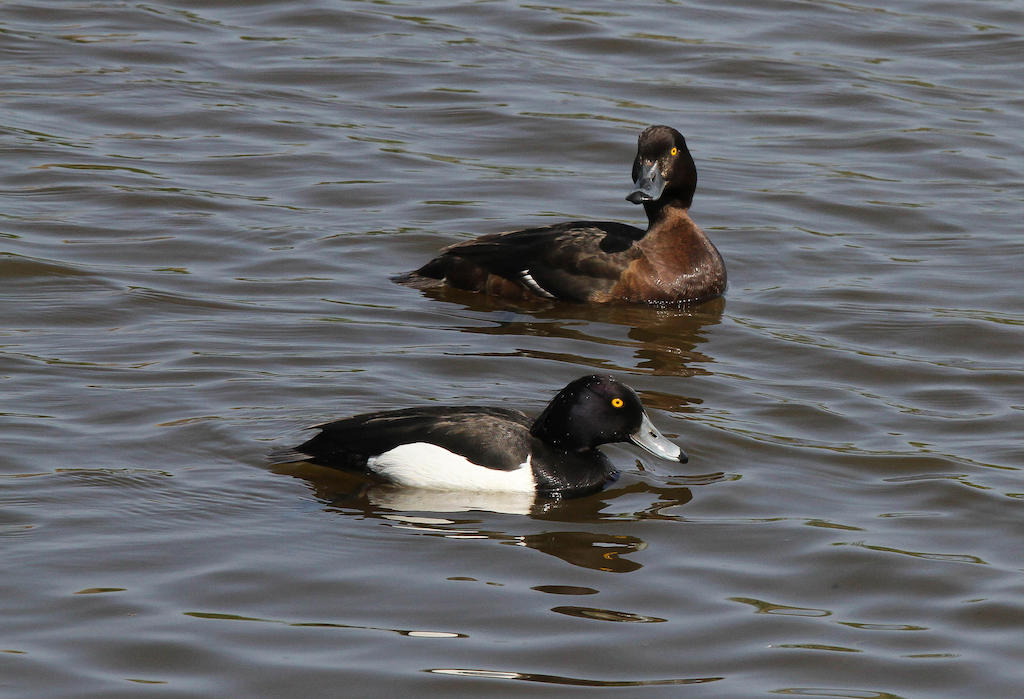 Tufted ducks at the WWT Castle Espie Wetland Centre in county Down, Northern Ireland.