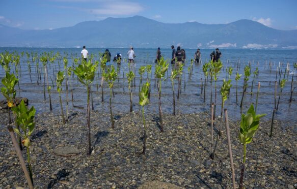 Volunteers plant seedlings in a mangrove conservation area on Dupa Beach, Indonesia in 2021.